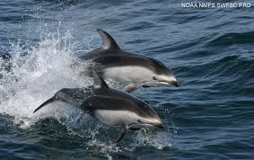 pacific white sided dolphin pictures