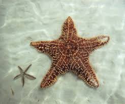 starfish