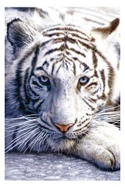 white tiger pictures