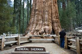 general sherman