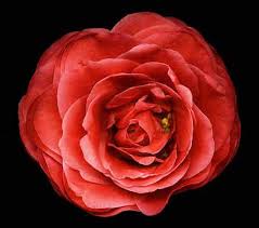 لغة الحوار بين المرأة والزهور....... Camellia