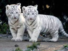 animal tigers