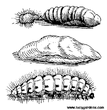 caterpillar coloring sheet