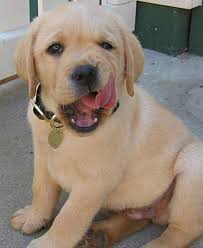 yellow lab puppy