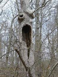 strange trees