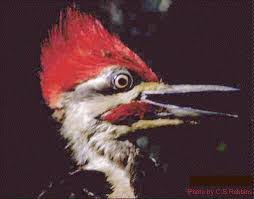 pileated woodpecker photo