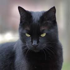 chat noir et sorcieres 14s1mvjg