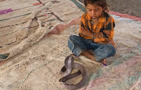 indian snakes