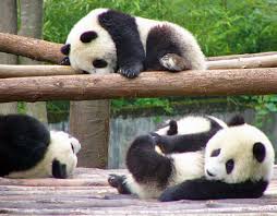 panda
