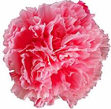 لغة الحوار بين المرأة والزهور....... Carnation_pink_w