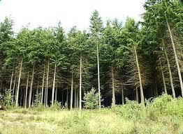 coniferous trees pictures