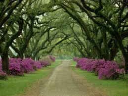 pictures azaleas