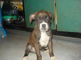 bull mastiff boxer