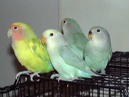 love bird cages