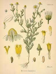 chamomile