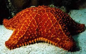 starfish