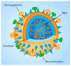 virus