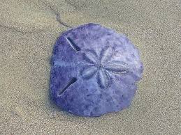 sand-dollar