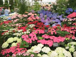 pictures hydrangeas