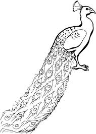 peacock coloring