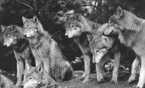 wolf pack