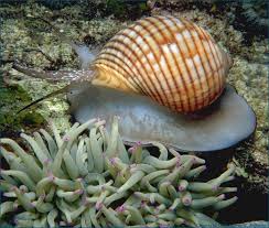 sea snail