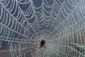 spider webs