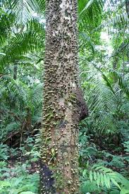 palm tree trunk