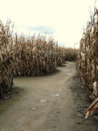 In addition to the corn maze