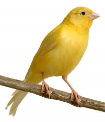 canari
