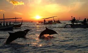 lovina sunrise dolphin
