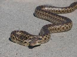 snake photos