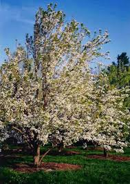 pear trees pictures