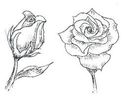 how to draw rose