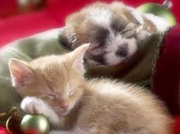 Kittens And Puppies Wallpaper