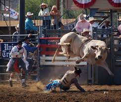 rodeo bull riding