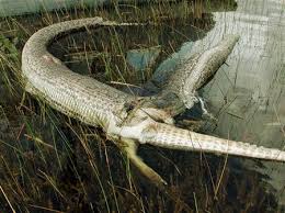 Mega Python vs Gatoroid.