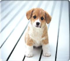 free cute wallpapers