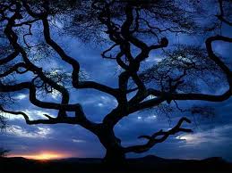 trees desktop images
