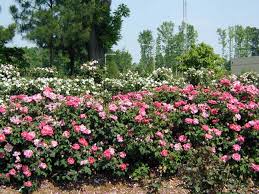 roses plants