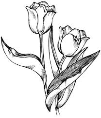 how to draw tulips