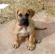 puppy great dane