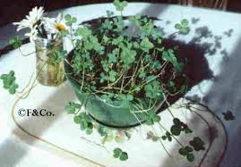 four leaf clover plants