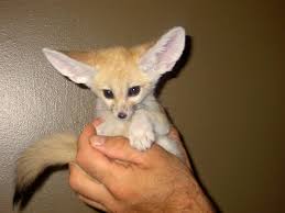 fennec foxes