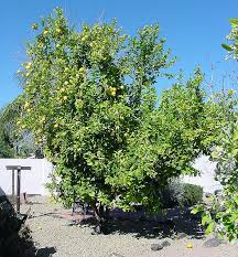 citrus lemon tree