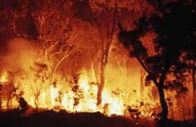 victorian bushfires