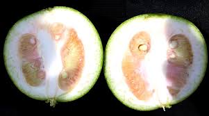 citrus tree pests