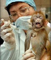 animal testing