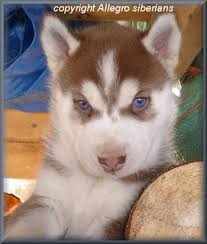 husky puppy