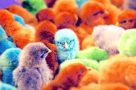 colorful birds photos